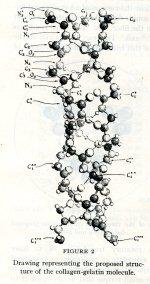 Pauling and Proteins: The Final Five Publications