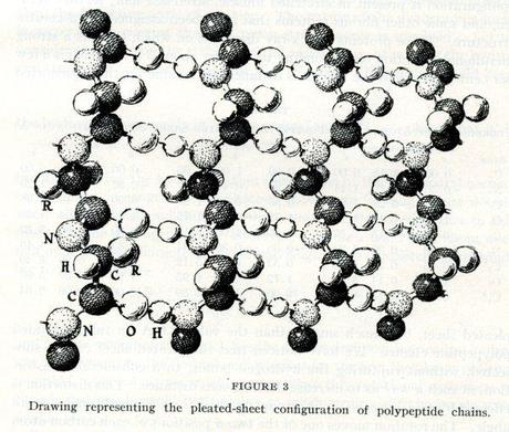 Pauling and Proteins: The Final Five Publications