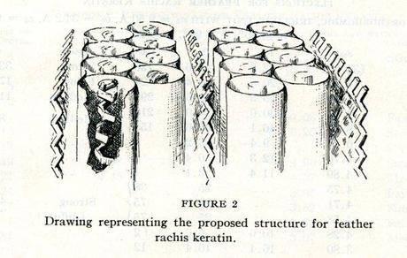 Pauling and Proteins: The Final Five Publications