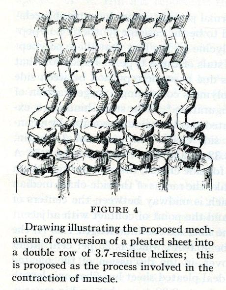 Pauling and Proteins: The Final Five Publications