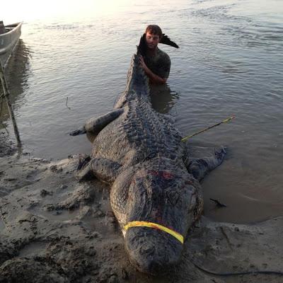 Of interest: two 700+ lb alligators killed in Miss. today