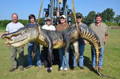 Of interest: two 700+ lb alligators killed in Miss. today