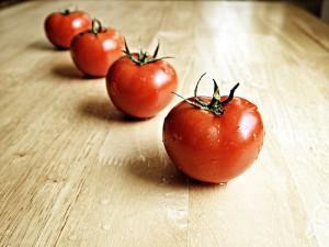 Tomatoes can be grown in dry agriculture/via epSos.de