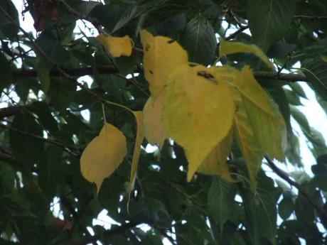 Changing leaves of the Prunus