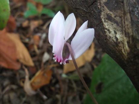 Cyclamen hederifolium 