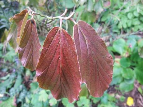 Changing leaves of Hamamelis mollis 'Arnold Promise'