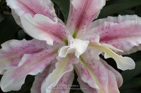 Lovely Lilies Double Star Lilies © 2013 Patty Hankins