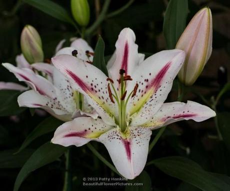 Lovely Lilies Mondrian Lily © 2013 Patty Hankins