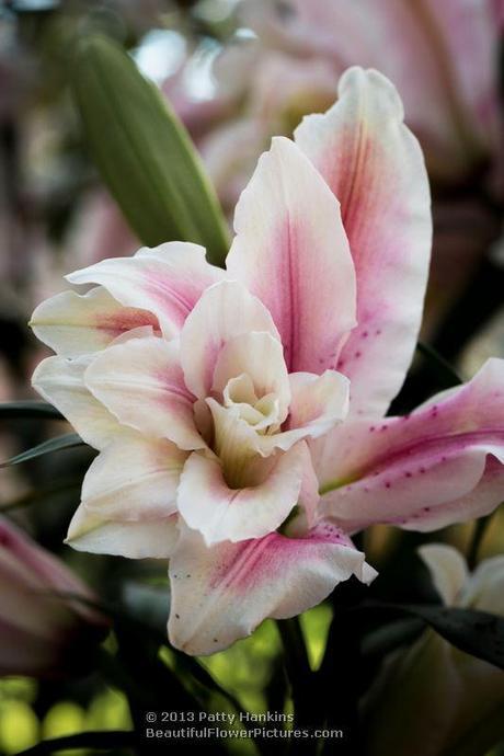 Lovely Lilies Double Star Lilies © 2013 Patty Hankins