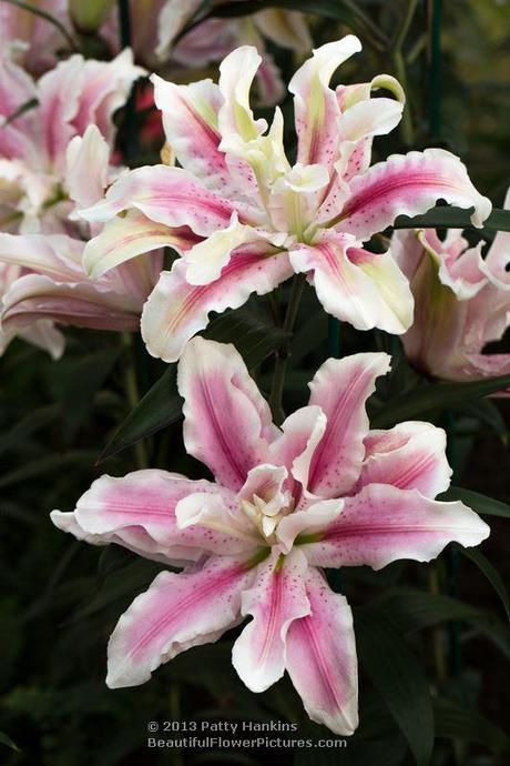 Lovely Lilies Double Star Lilies © 2013 Patty Hankins