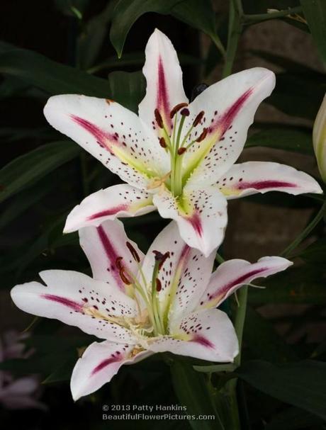 Lovely Lilies Mondrian Lily © 2013 Patty Hankins