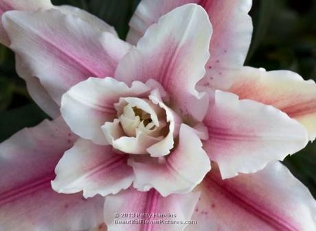 Lovely Lilies Double Star Lilies © 2013 Patty Hankins