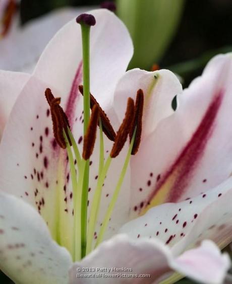 Lovely Lilies Mondrian Lily © 2013 Patty Hankins