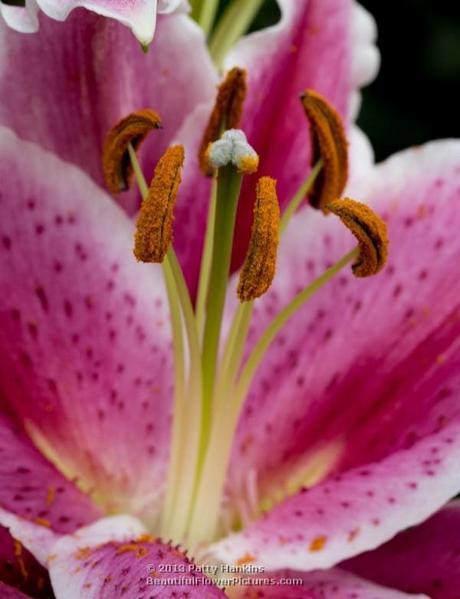 Lovely Lilies After Eight Lily © 2013 Patty Hankins