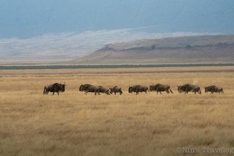 Non migrating wildebeest