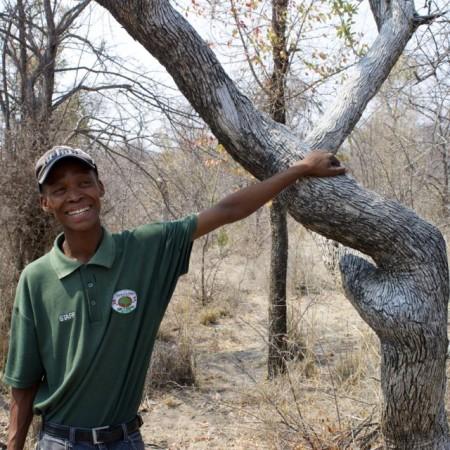 Namibia bush leedwood tree firewood