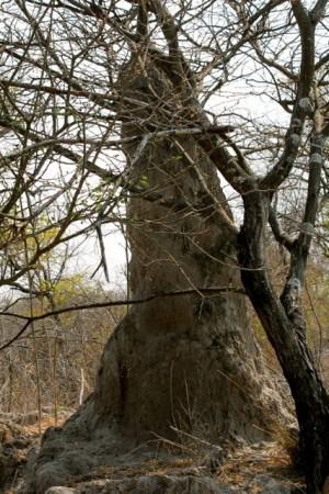 Namibia bush termite mound