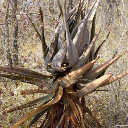 Namibia bush aloe vera plant
