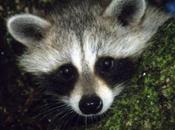 “Death Sentence” Raccoons, Other Orphaned Wildlife