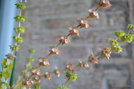 Basil Seedpods