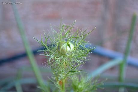 A Late-Summer Bud