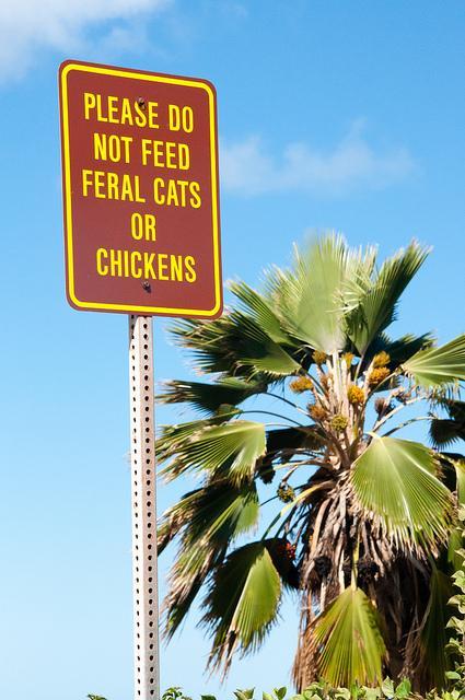 kauai - waimea canyon kauai july 2013