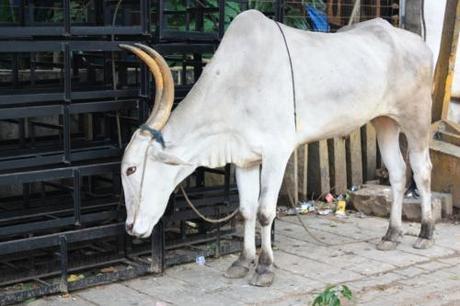 The well-known Indian street bovine.