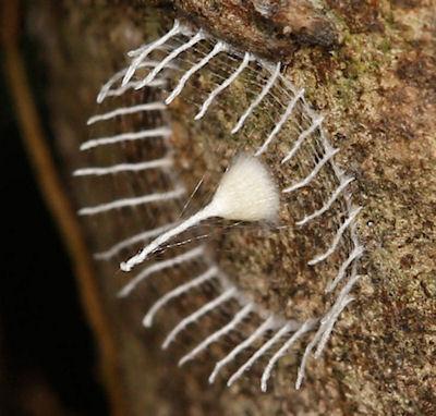 Mystery Bug Builds Fence Around Eggs And Nobody Knows Why