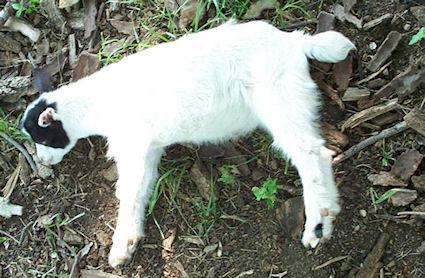 How Fainting Goats Work