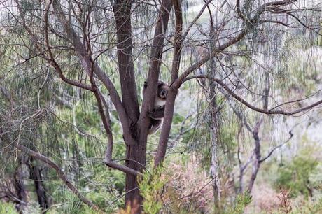 koala in tree you yangs