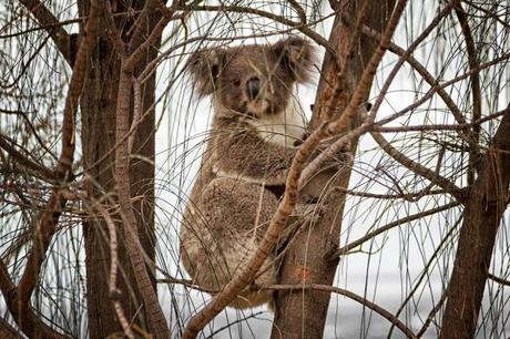 koala in tree at you yangs