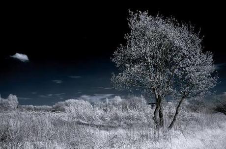Guest post: Infrared Photography