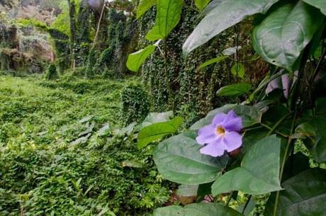 8 Reasons to Love Honolulu Hawaiian Jungle Flower