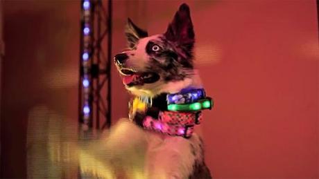 DOGS Gone Wild: Pooches Celebrate TGIF Rave Party!