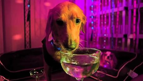 DOGS Gone Wild: Pooches Celebrate TGIF Rave Party!