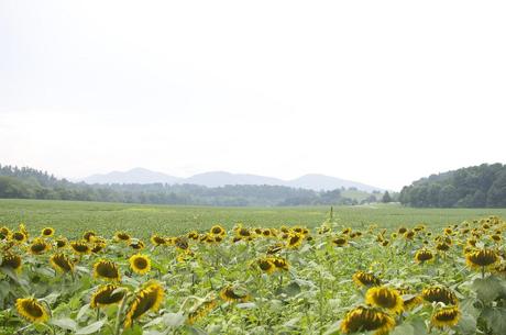 A day at the Biltmore Estate