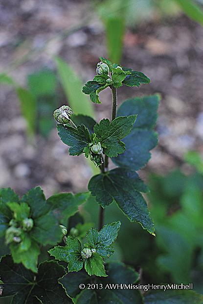 Anemone hupehensis 'Pamina' in bud