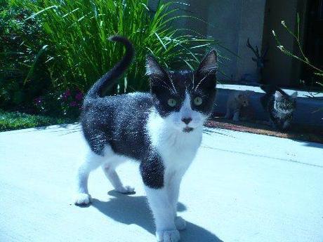 Tuxedo Cat