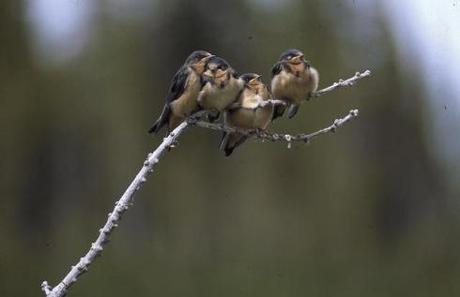 Barn Swallows on a limb