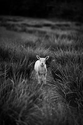 False teachers and contending instead of tolerating