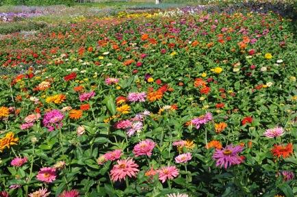 a mass of zinnia flowers