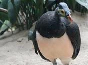 Maleo Bird That Moment Hatches