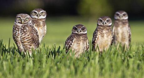 Burrowing Owl1