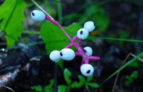 The Doll's Eyes Plant - The Woods Have Eyes Too