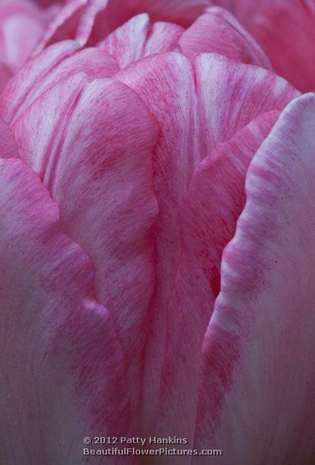 Foxtrot Tulip © 2012 Patty Hankins