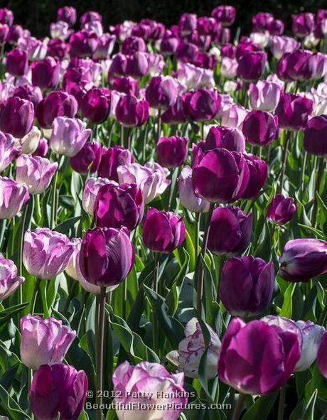 Shirley & Negrita Tulips © 2012 Patty Hankins