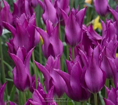Purple Dream Tulips © 2013 Patty Hankins