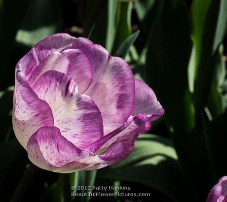 Shirley Tulip © 2012 Patty Hankins