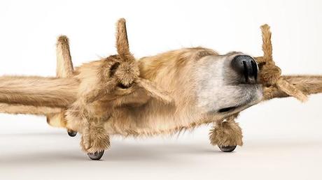 ILLUSION: DOGS Morphed into WWII Fighter Planes!