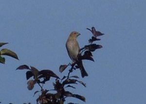 Juvenile Common Rosefinch on the Scrubs yesterday - a megarare visitor